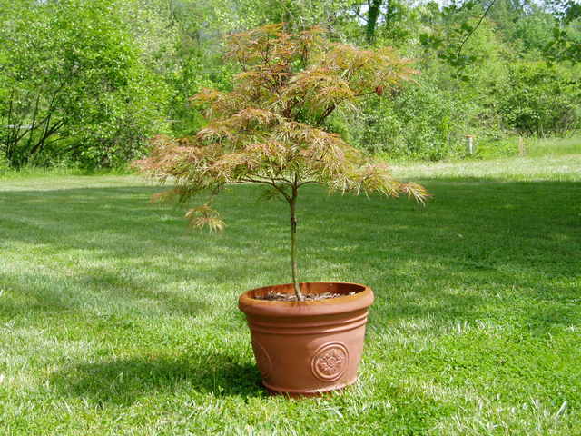 weeping japanese maple varieties. 5#39;weeping Japanese maple