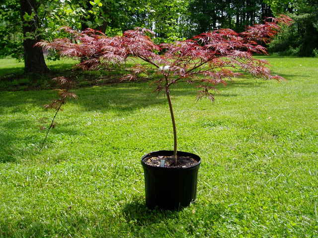 weeping japanese maple varieties. A.P.quot;Ever Redquot; Japanese Maple